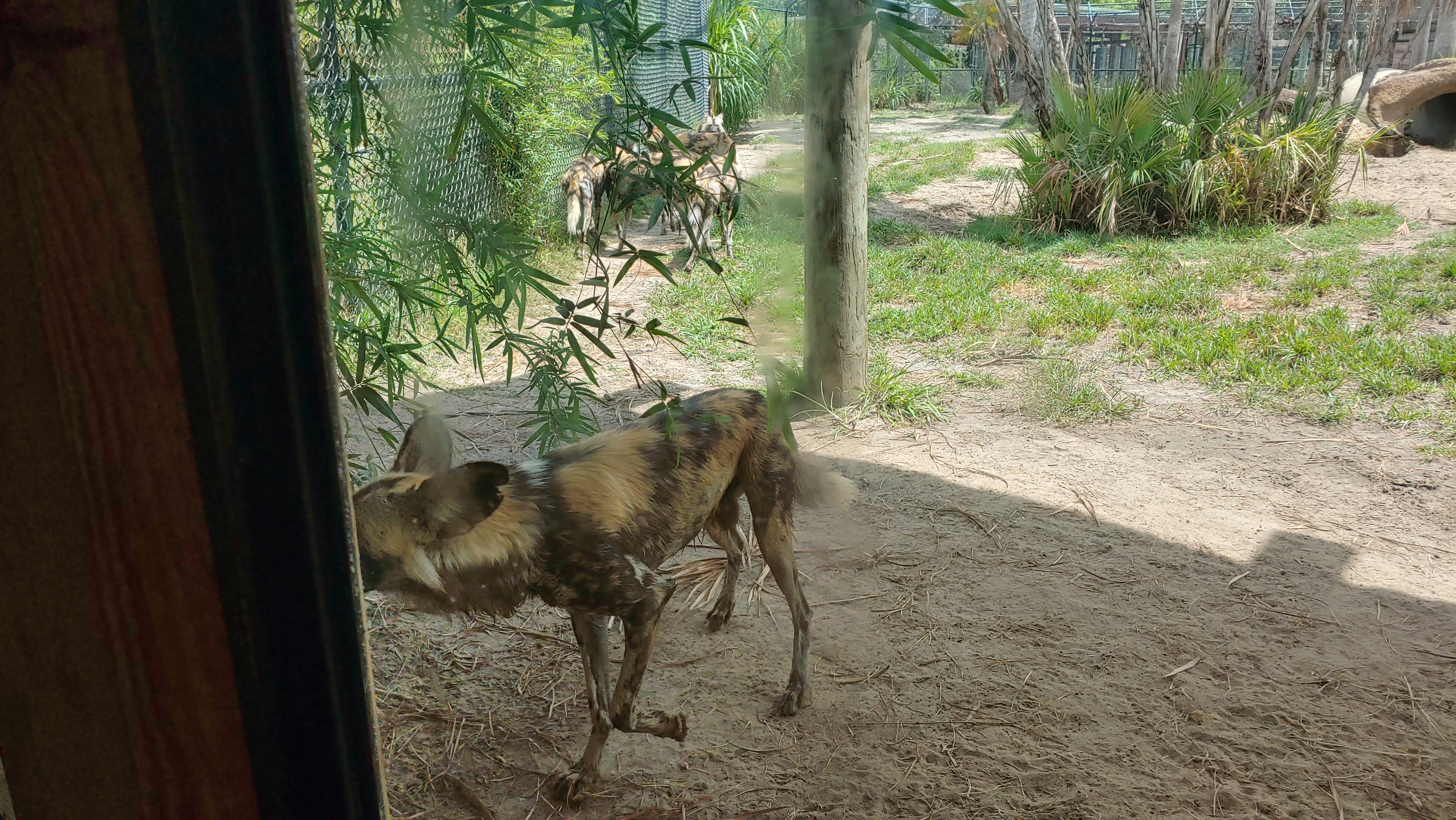 african wild dogs